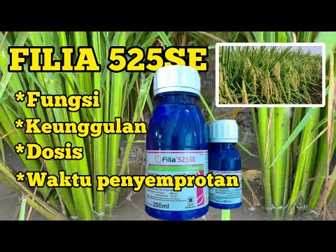 DOSIS FILIA PER TANGKI.BATANG PADI KOKOH DENGAN FILIA.