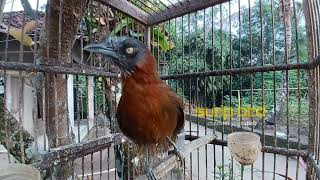 Download lagu Tepus kepala abu Gacor nembak mp3