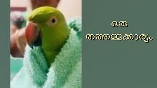 കുസൃതി വികൃതി തത്തു | ANGRY PARROT