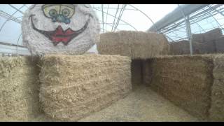 preview picture of video 'hay bale obstacle course at Bauman's Farm and Garden, 4k'