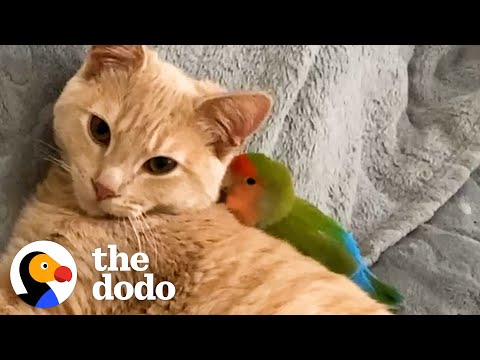 Cat Is Obsessed With His Tiny Love Bird | The Dodo Odd Couples