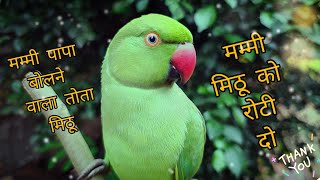 मम्मी पापा बोलने वाला तोता मिठू 🦜 Indian ringneck parrot natural sound 🥳 mummy mein mithu ho 🤩