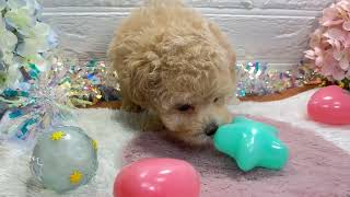 ハーフ犬の動画01