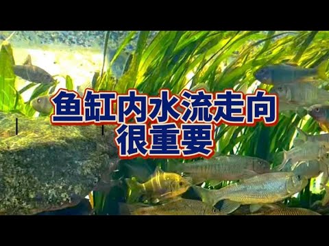 魚缸 水流