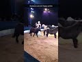 Jenny Vidbel S Amazing Equines Bigapplecircus