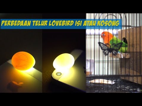 Meneropong Telur Lovebird Isi Atau Kosong