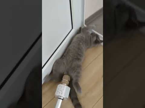 Cat Farting on mic 😹😹😹 #Shorts