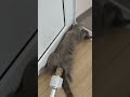 Cat Farting on mic 😹😹😹 #Shorts