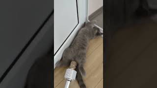 Cat Farting on mic 😹😹😹 #Shorts