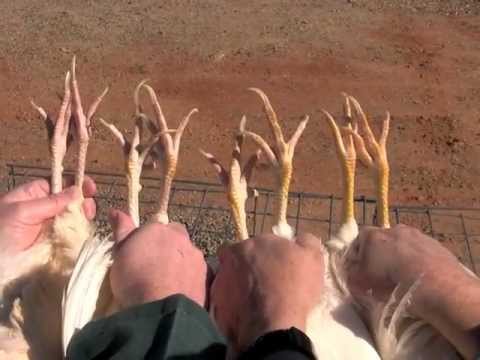 母雞的鑒定(FFA Poultry Judging: Class 2 - Egg Type Hens for Placing)