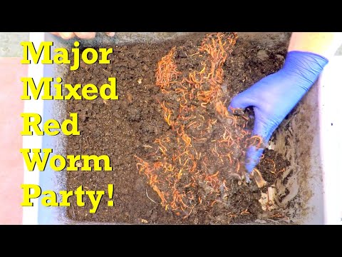 Signs of a population explosion in the 281-day bin of mixed red worms in twine - vermicompost