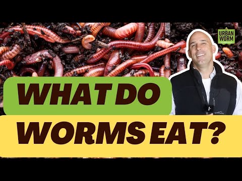 What Do Worms Eat? Best (and Worst) Foods Revealed