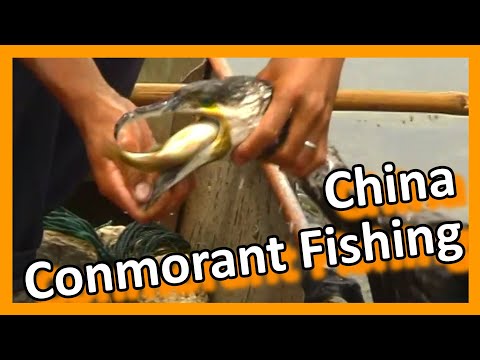 China 2005 28 - Fishing with cormorants