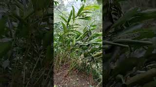 Download lagu hidup ku tak seenak dirimu yang serba kecukupan.dusinilah aku mencari sesuap nasi mp3 Download lagu hidup ku tak seenak dirimu yang serba kecukupan.dusinilah aku mencari sesuap nasi mp3