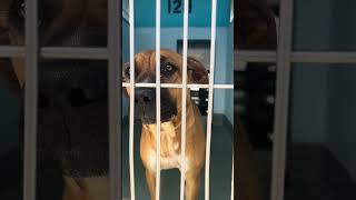 Video preview image #1 Rhodesian Ridgeback Puppy For Sale in Pasadena, CA, USA