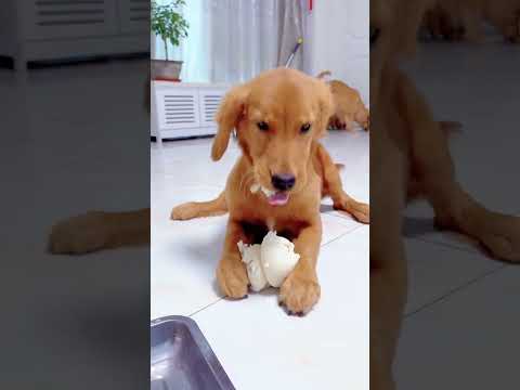 This little golden retriever is too arrogant. Popular Dog Golden Retriever. Dogs eat. At first g