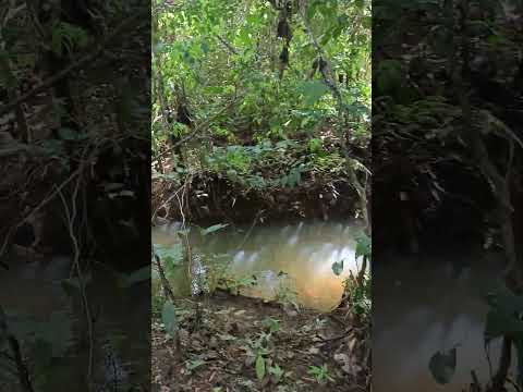 hermosa naturaleza #colombia #puertoasis #putumayo #biodiversidad