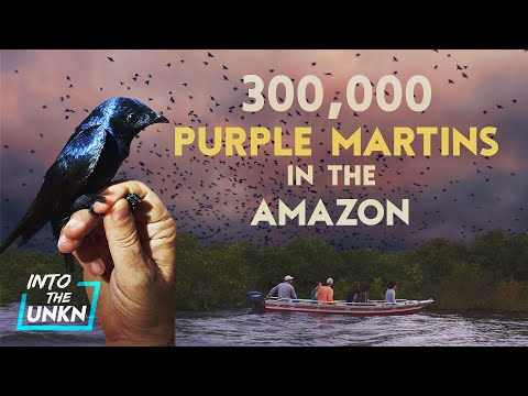 300,000 Purple Martins in the Amazon