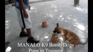 preview picture of video 'MANALO K9's Bomb Puppies!  The youngest bomb dogs in the world! :-) (VINTAGE VIDEO)'