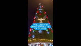 The world’s largest Christmas tree... is in Dortmund, Germany! It is 4