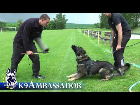 Urri z Kurimskeho haje - Tracking, Obedience and Protection Training Spring 2013