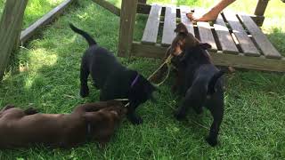 Labrador Retriever Puppies Sale in Fruitport, MI