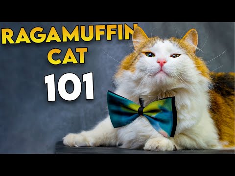 RAGAMUFFIN CAT 101 -  The Most UNDERRATED Fluffy Cat Breed