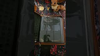 Binder Eevee UltraPro #asmr #pokemon #eevee #pokemoncards
