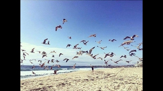 Beautiful flying birds from the Lake with a Happy song :))))