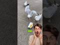 Seagulls Fight Over French Fries