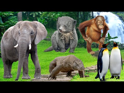 The Funniest Animal Sounds: Elephant, Orangutan, Binturong, Komodo Dragon, Penguin | Animal Moments