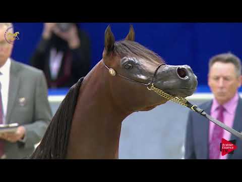 N.174 MAHBOOB AL HAWAJER - Dubai 2019 - Colts in 3 years old (Class 11)