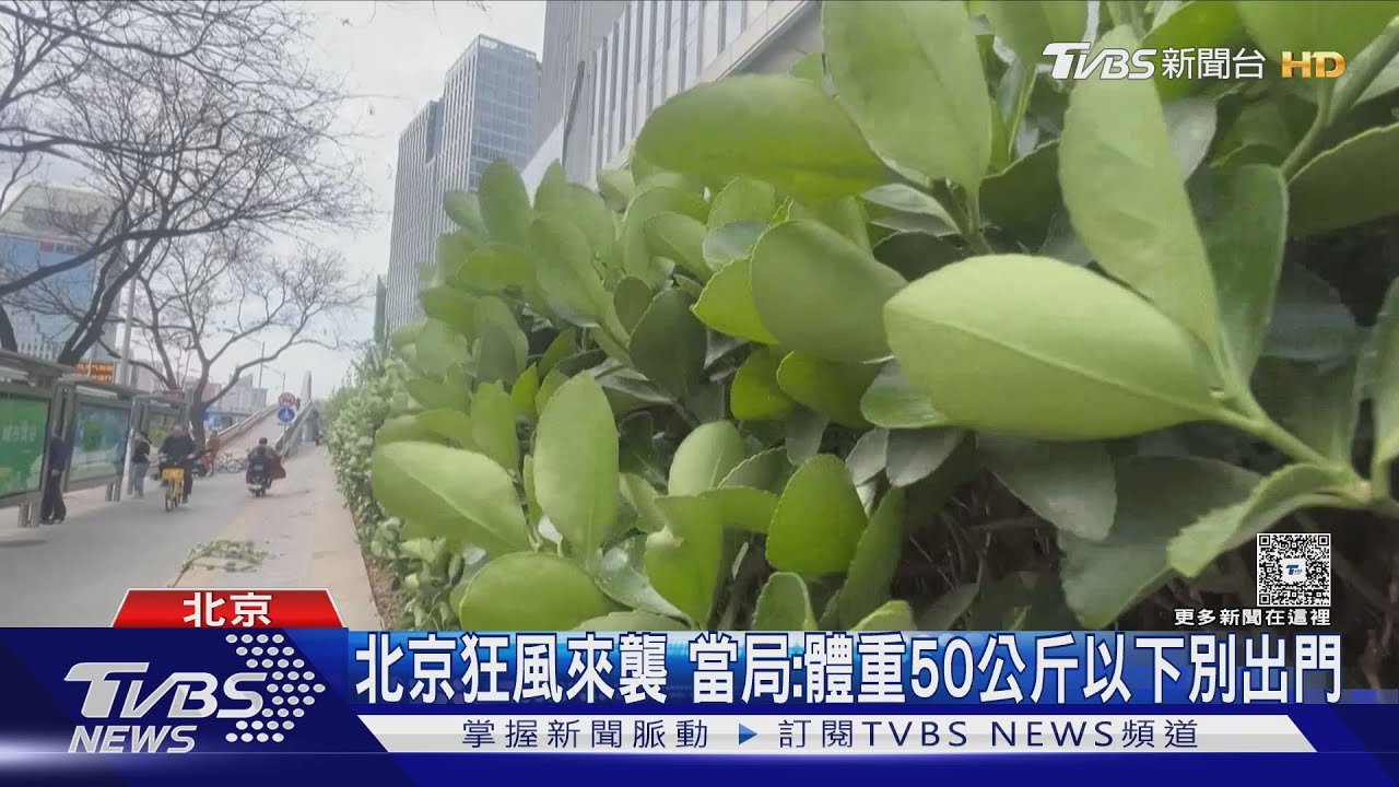 路樹遭連根拔起!高樓層住戶感受輕微晃動