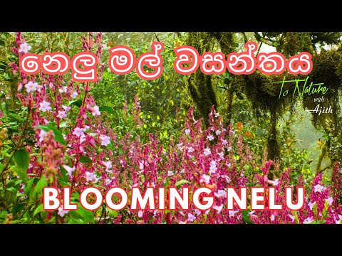 Mass Blooming of Nelu in Horton Plains National Park-නෙලු මල් වසන්තය 2025