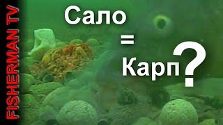 Как поймать карася на сало