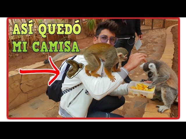 Vídeo relacionado con Wild Republic - Hanging Monkey, mono de peluche lémur de cola anillada, 51 cm (15261)