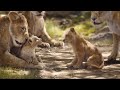 The Lion King 2019 Bath Scene