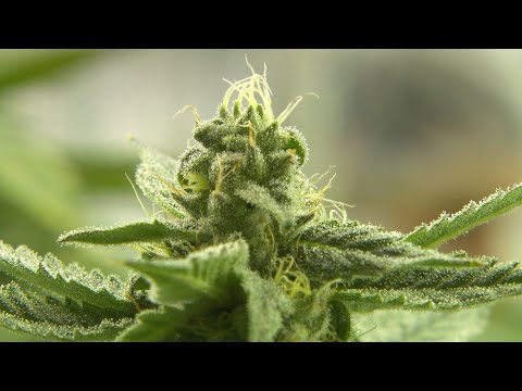 Canopy will not open St. John's cannabis production facility