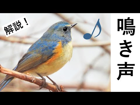 IUCN分類における絶滅の危険性を示す図。