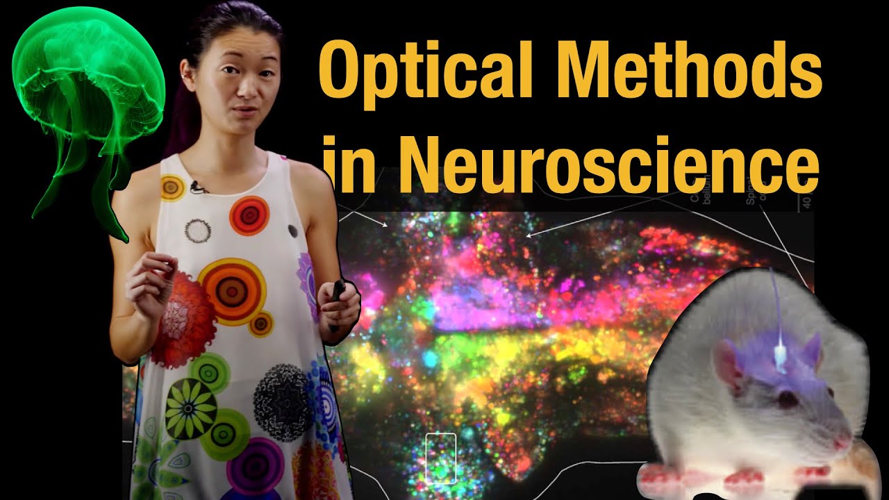 Optical Methods in Neuroscience: Calcium Imaging, Optogenetics