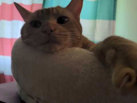 McGee finds his favorite bed