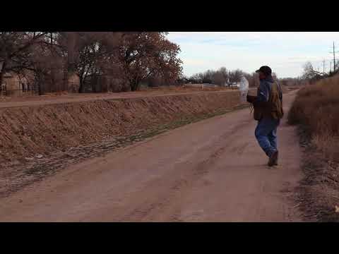 Albidus goshawk chasing ducks