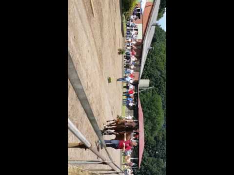 Holsteiner Hengstfohlen von Amber x Contender (geb. 2016)