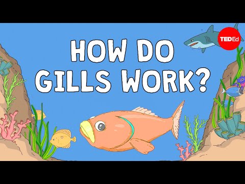 Why fish are better at breathing than you are - Dan Kwartler