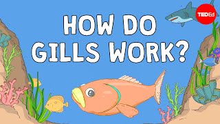 Addison Anderson, Dan Kwartler - Why Fish Are Better At Breathing Than You Are