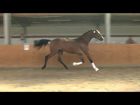 30. Meckl. Körtage 2020 - Kat.Nr. 22 Junghengst v. For Dance - Londonderry