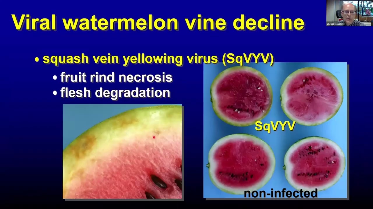Squash Vein Yellowing Virus (SqVYV), EVCWG (2026)