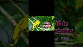Download lagu MP3 pikat Cucak Kuricang paling gacor #kicaumania #suarapikatburung #kuricang mp3 Download lagu MP3 pikat Cucak Kuricang paling gacor #kicaumania #suarapikatburung #kuricang mp3