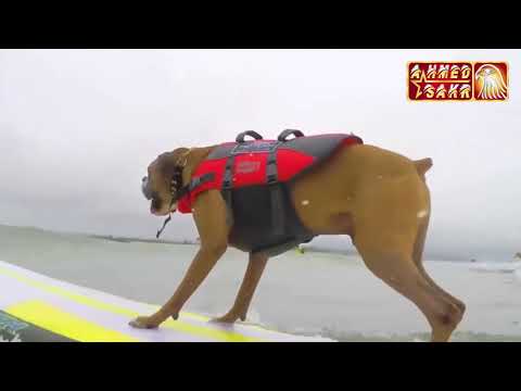 أكثر الكلاب تدريباً ووفاءً وانضباطاً على الإطلاق #6 كلاب ذكية جداً تستحق المشاهدة أكثر من مرة