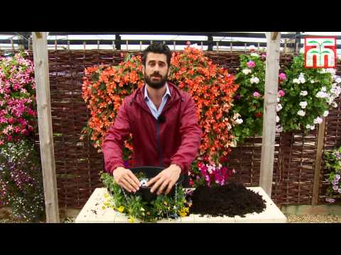 download lagu mp3 mp4 Autumn Hanging Basket Flowers, download lagu Autumn Hanging Basket Flowers gratis, unduh video klip Autumn Hanging Basket Flowers
